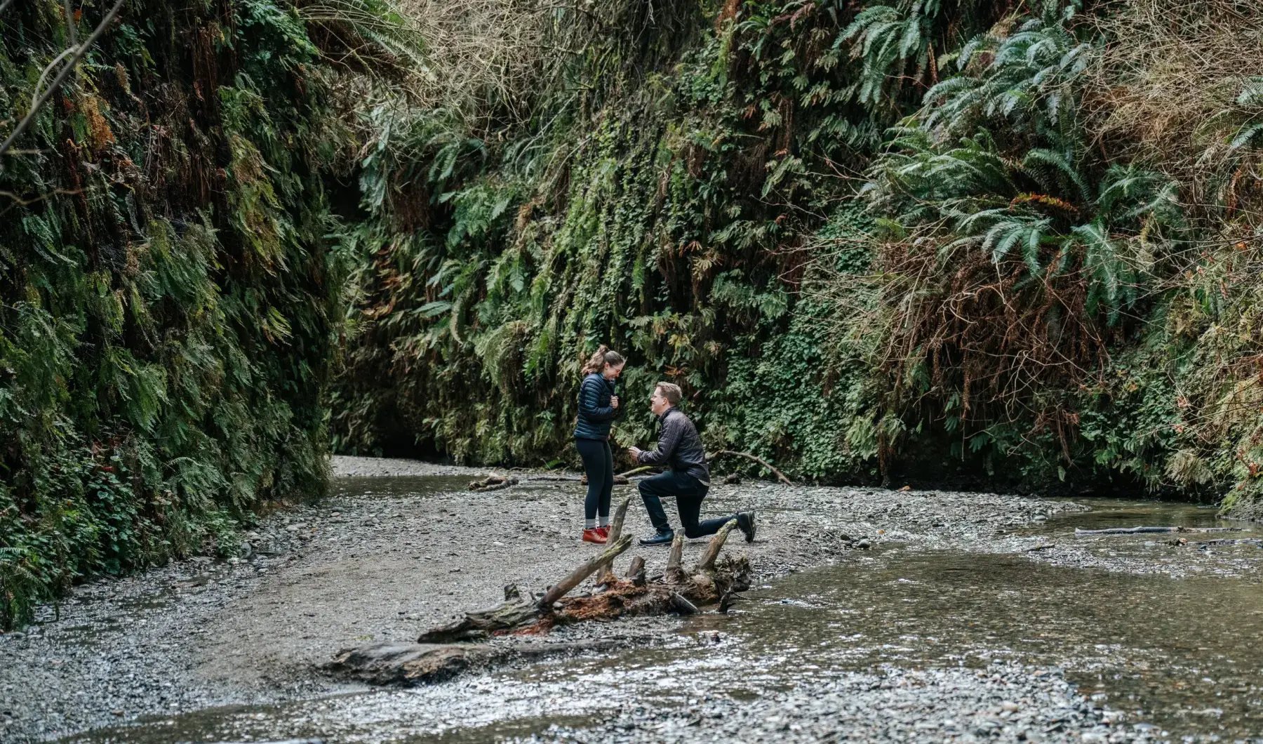 Surprise proposal in Fern Canyon under the redwood canopy